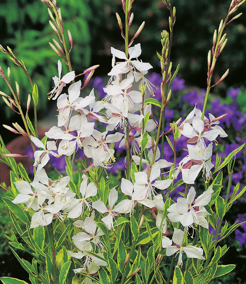 BALDUR Garten Staude Prachtkerze - Gaura 'Weiß', 4 St., Schmetterlings-blüten,winterhart, pflegeleicht