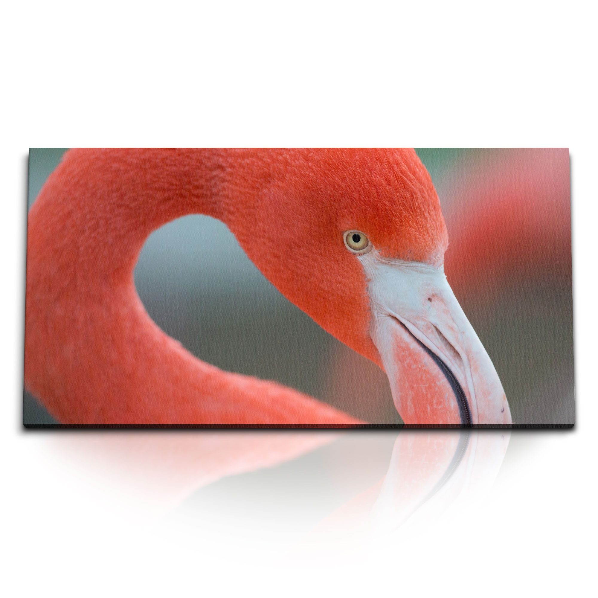 Leinwandbild Kunstdruck Bilder 120x60cm Flamingo Tierfotografie Nahaufnahme Vogel R