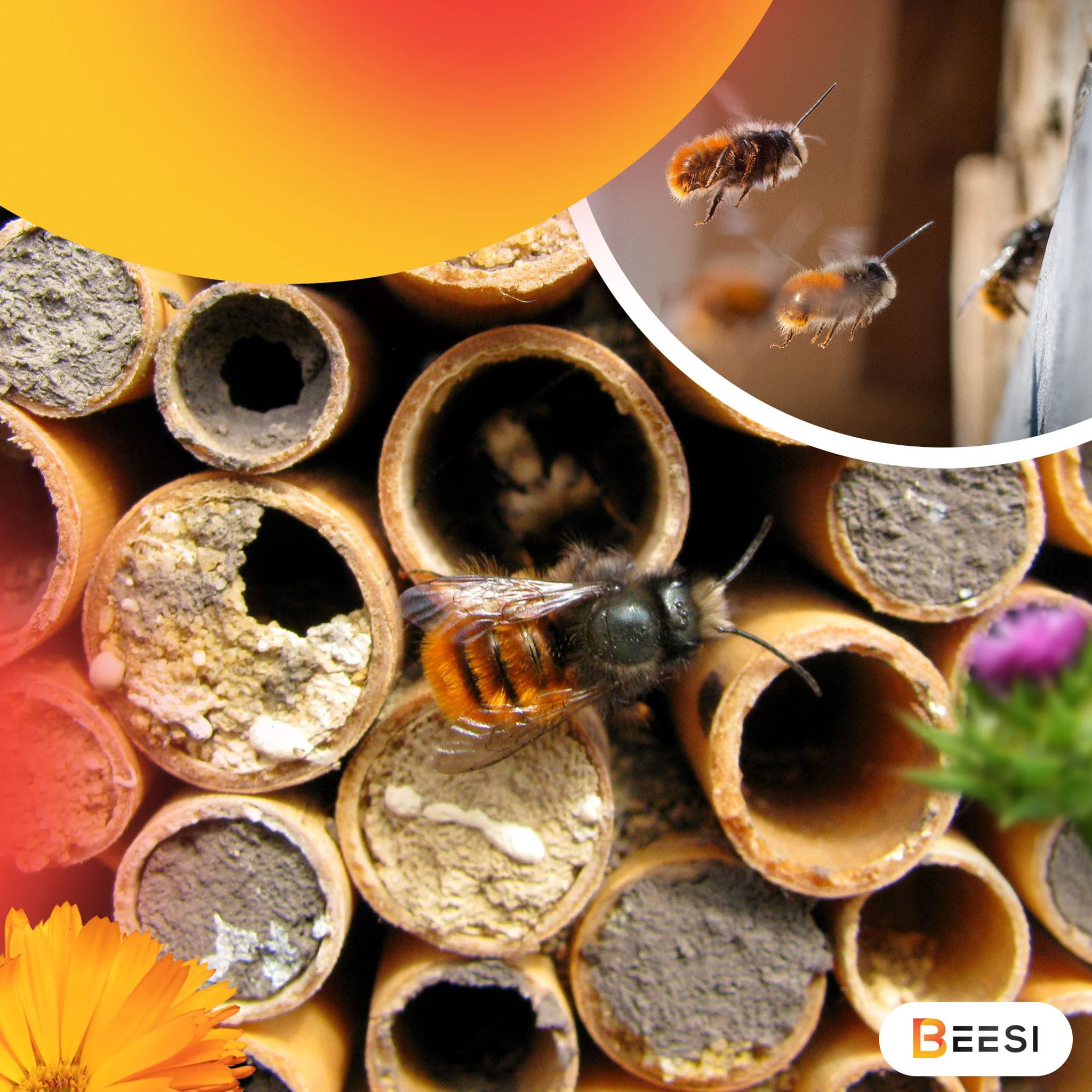 BEESI Insektenhotel 2000g Lehmpulver für Wildbienen, (Packung, 1-St., Füllmaterial für Bienenhotel und Insektenhotel)