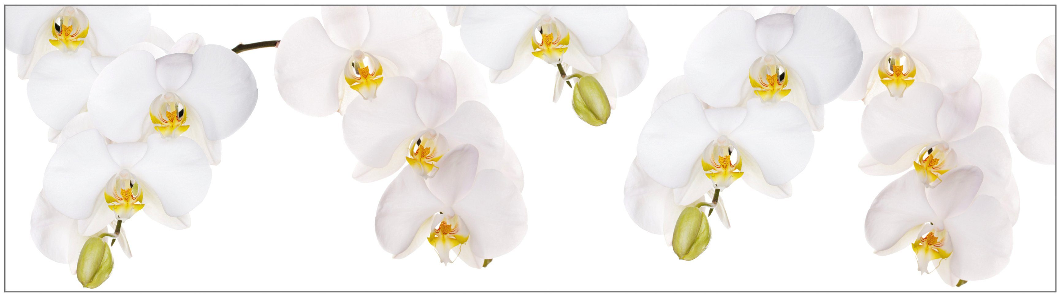 MySpotti Küchenrückwand profix, weiß Orchidee