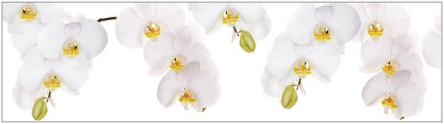 MySpotti Küchenrückwand »profix, Orchidee weiß«-Otto