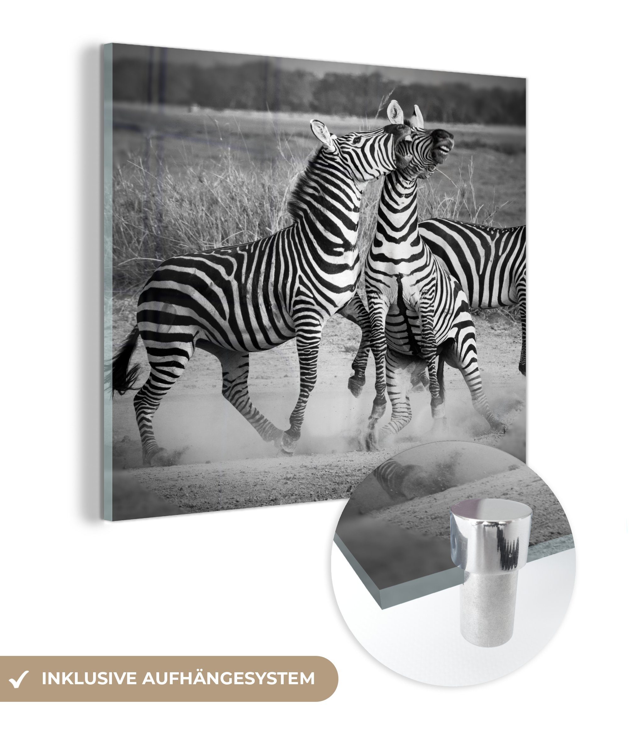 MuchoWow Acrylglasbild Kämpfende Zebras, (1 St), Glasbilder - Bilder auf Glas Wandbild - Foto auf Glas - Wanddekoration
