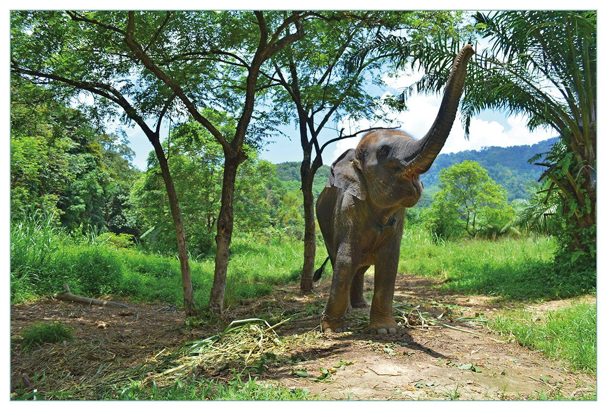 im Junger Dschungel, Küchenrückwand Elefant (1-tlg) Wallario