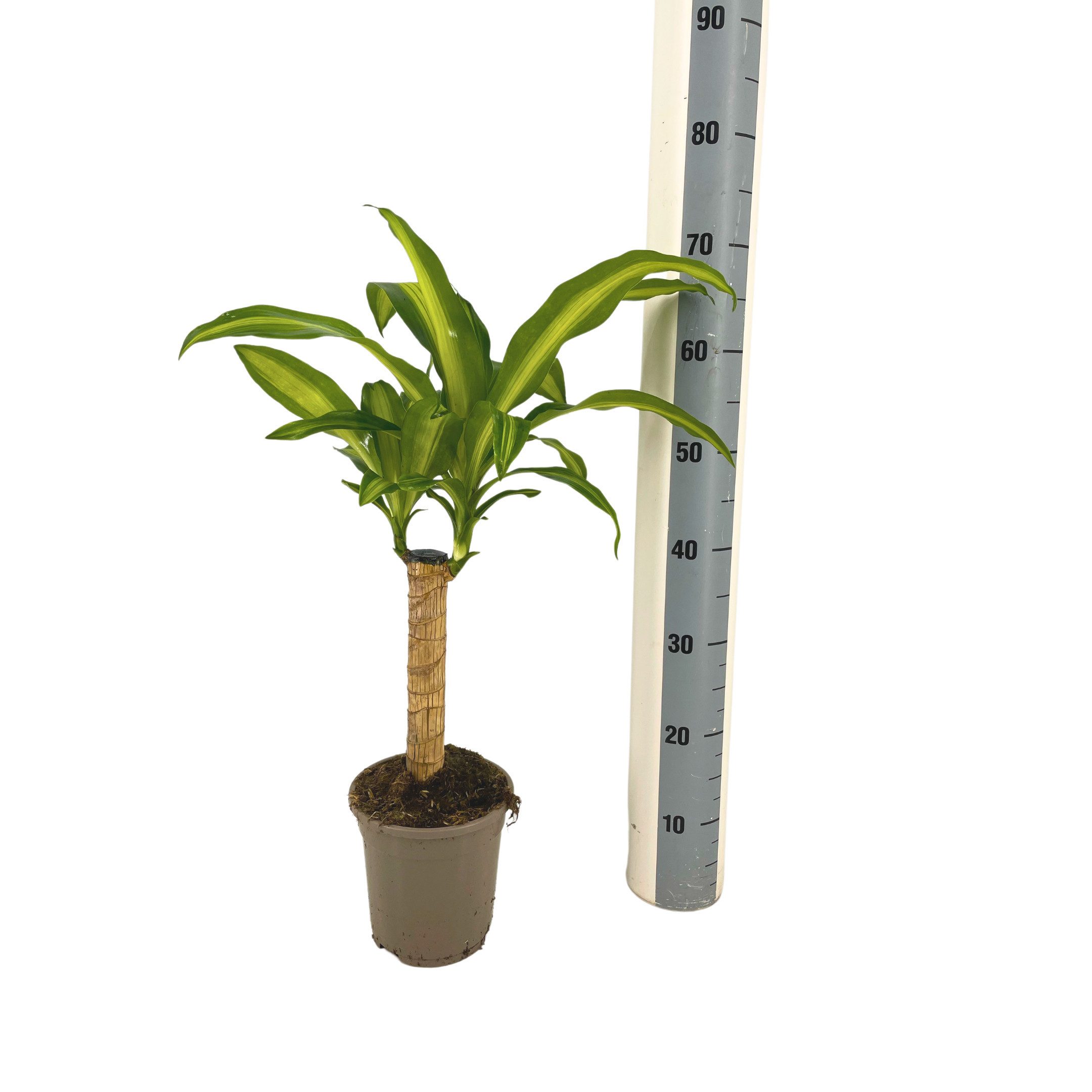 Exotenherz Zimmerpflanze Dracaena Fragrans Massangeana