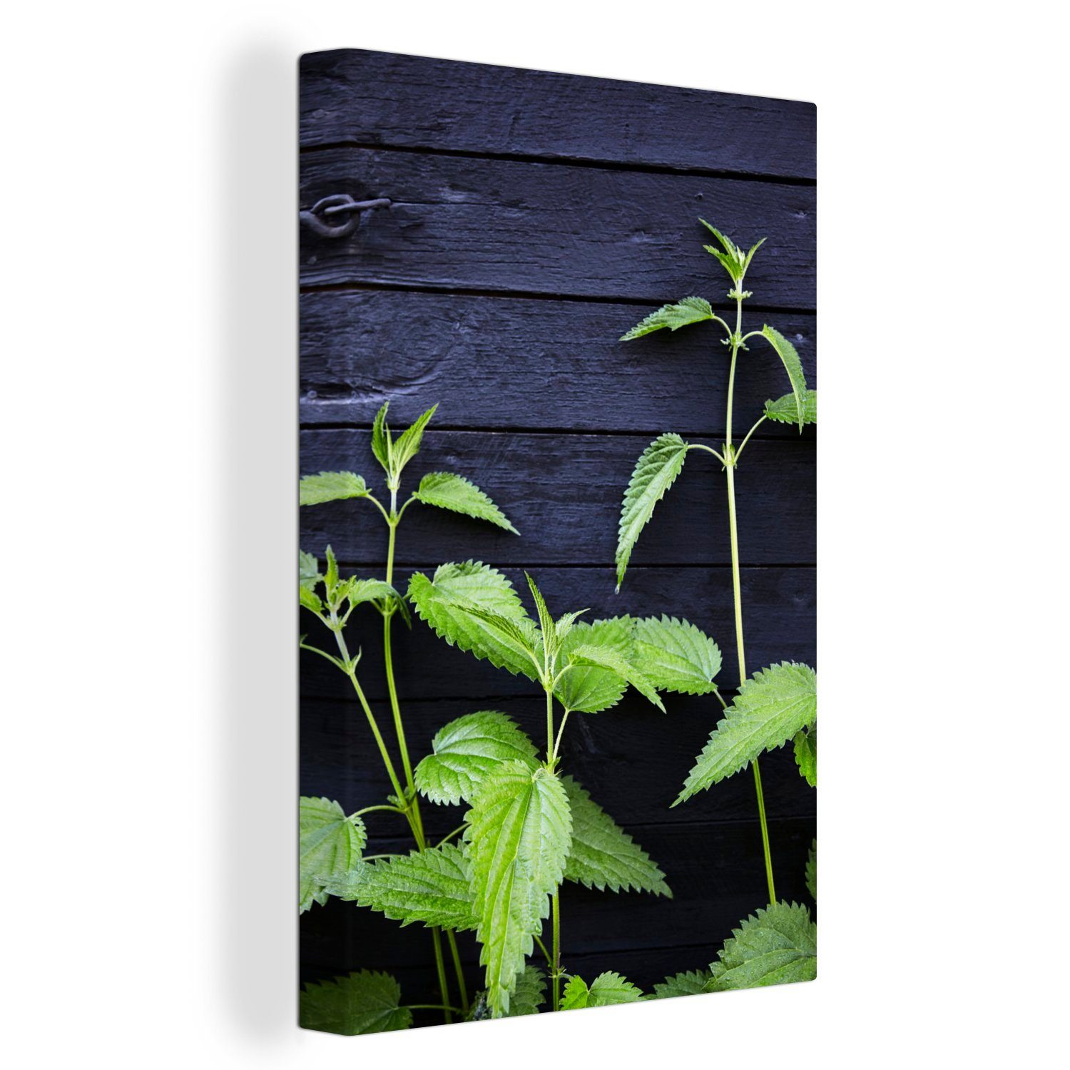 OneMillionCanvasses® Leinwandbild Eine Brennnesselpflanze vor einer schwarzen Bretterwand, (1 St), Leinwandbild fertig bespannt inkl. Zackenaufhänger, Gemälde, 20x30 cm