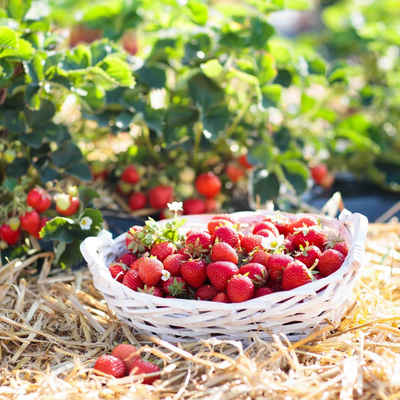 naturling Gartenbau-Substrat Garten Holzwolle 2,5KG, mit unbehandelte Natur Fichte Gemüsewolle zum Mulchen, (1-St), für Erdbeeren und Gemüse