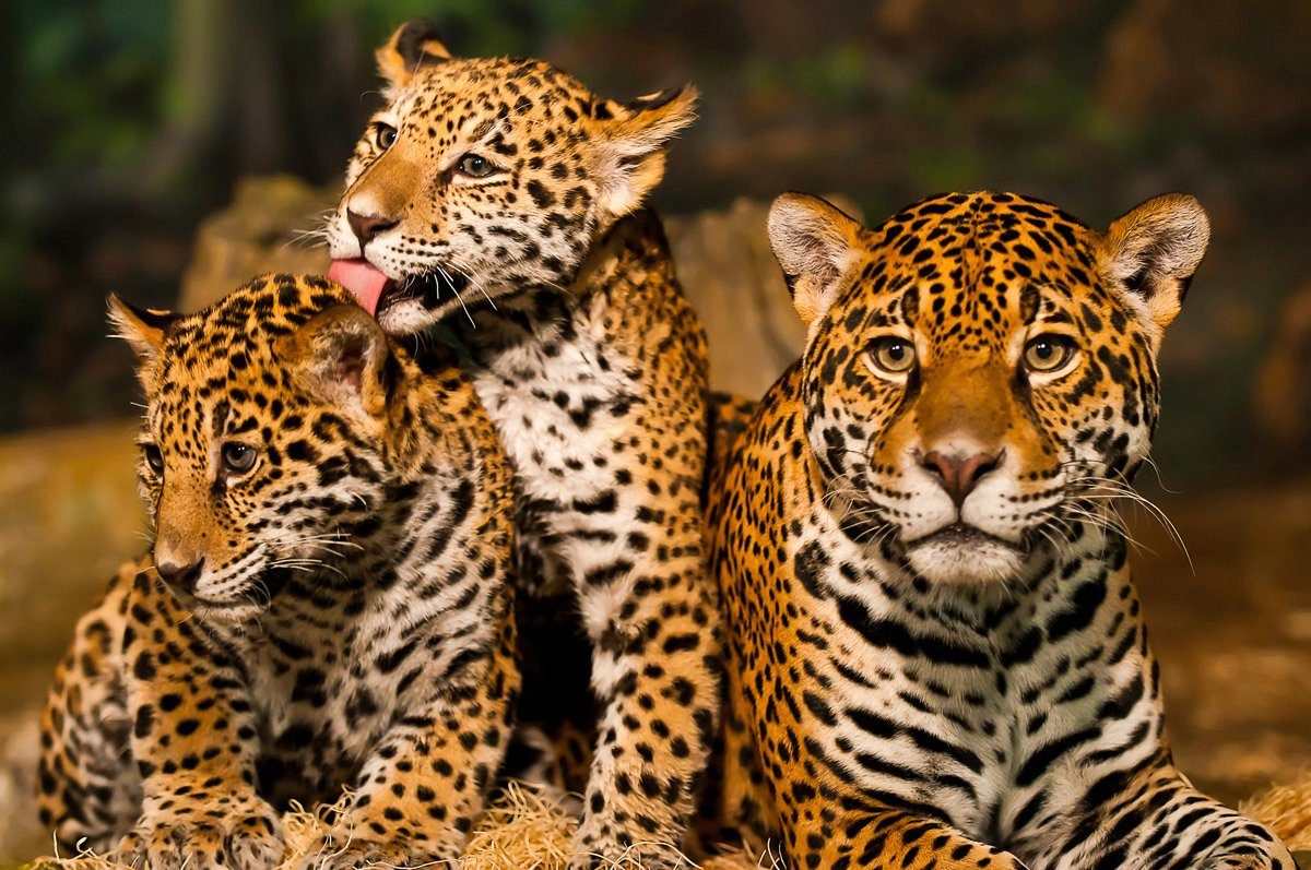 Japans größter Papermoon Fototapete Leoparden Familie