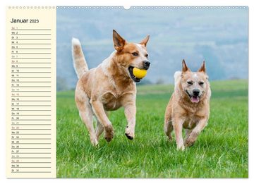 CALVENDO Wandkalender Power auf 4 Pfoten. Australian Cattle Dog (Premium, hochwertiger DIN A2 Wandkalender 2023, Kunstdruck in Hochglanz)