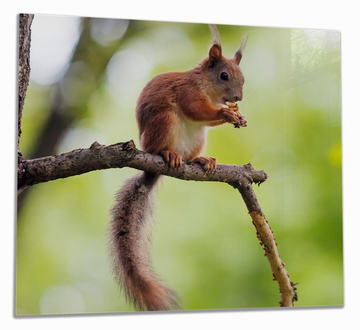 Wallario Herd-Abdeckplatte Eichhörnchen auf einem Ast, ESG-Sicherheitsglas, (Glasplatte, 1 tlg., inkl. 5mm Noppen), verschiedene Größen