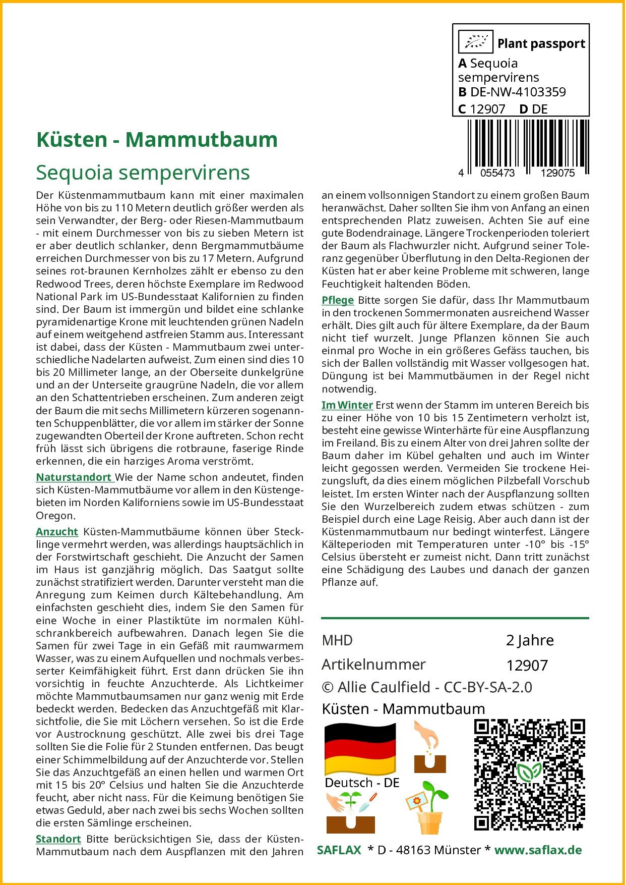 SAFLAX Blumensamen SAFLAX - Samen - Küsten - Mammutbaum günstig online kaufen