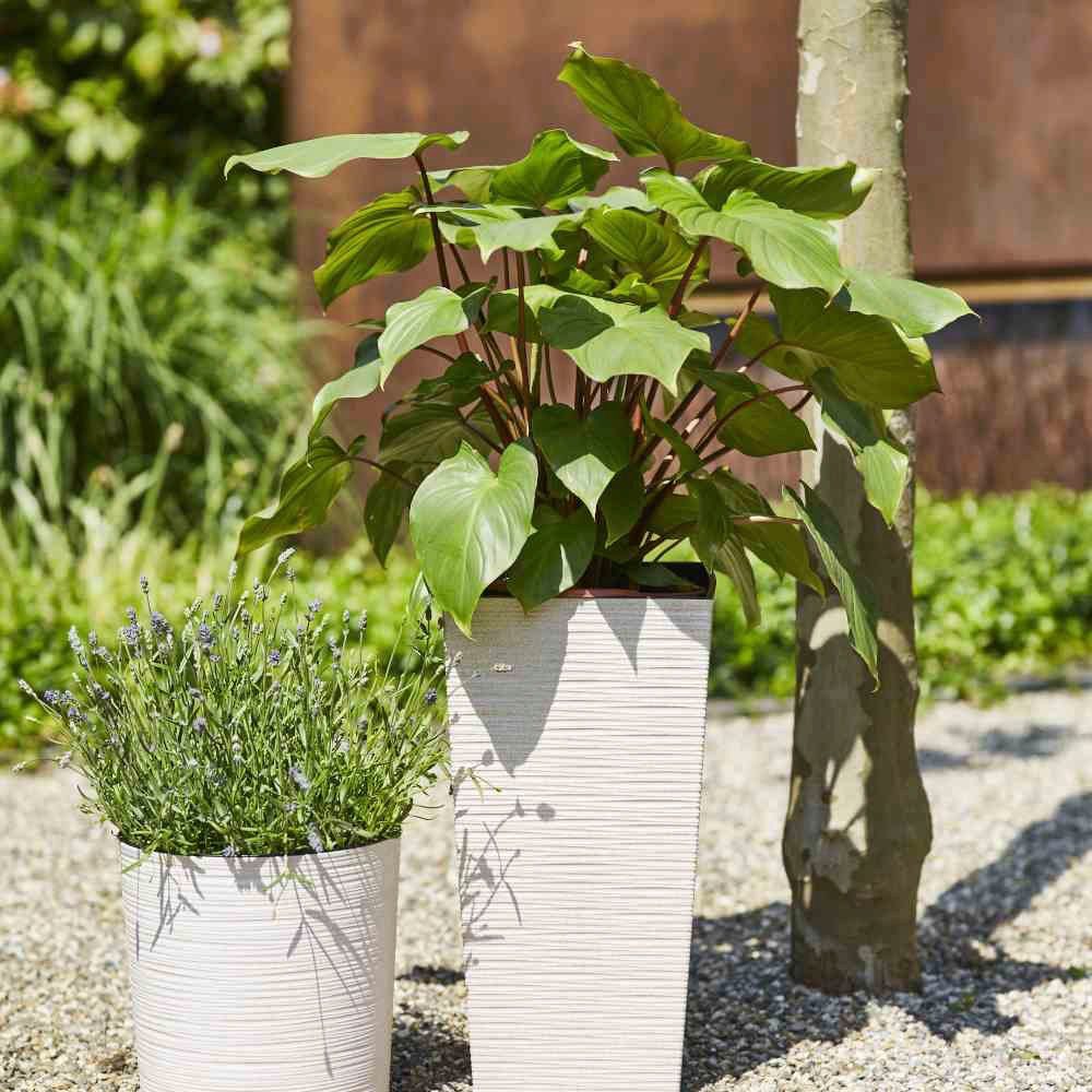 Siena Garden Pflanzkübel, Rillenoptik, eckig günstig online kaufen