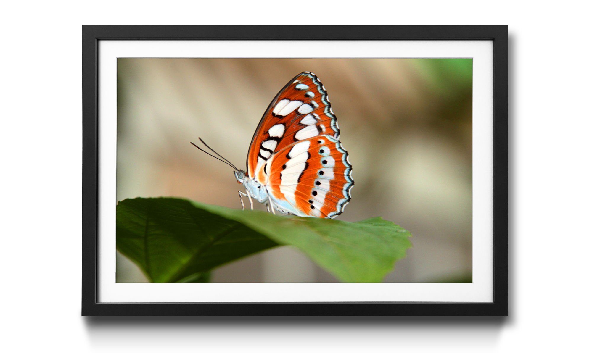 WandbilderXXL Wandbild, erhältlich Bild 4 Größen in Orange Butterfly, mit Rahmen Schmetterling,