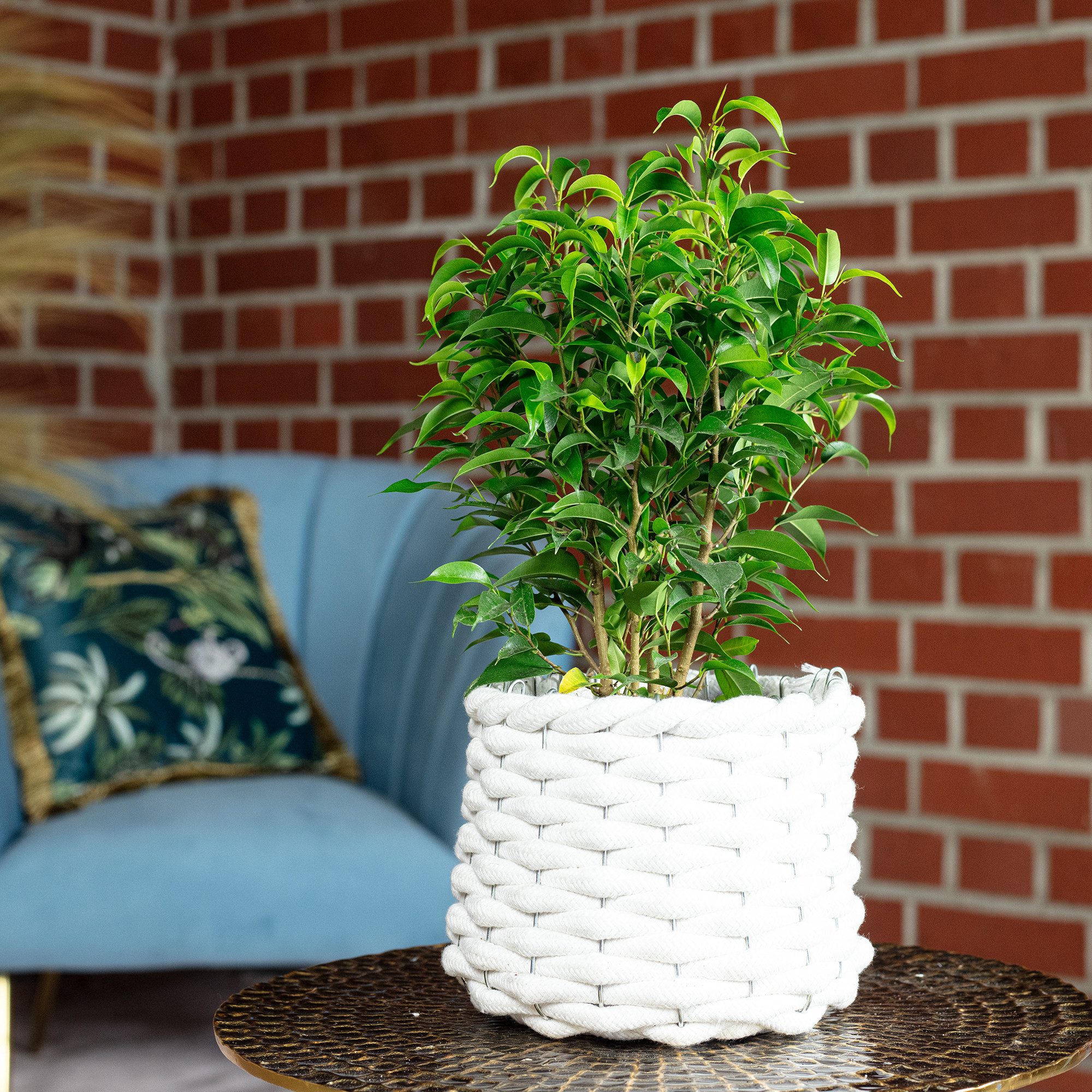 Flowerbox Zimmerpflanze Birkenfeige "Natasja" verzweigt - Ficus benjamini