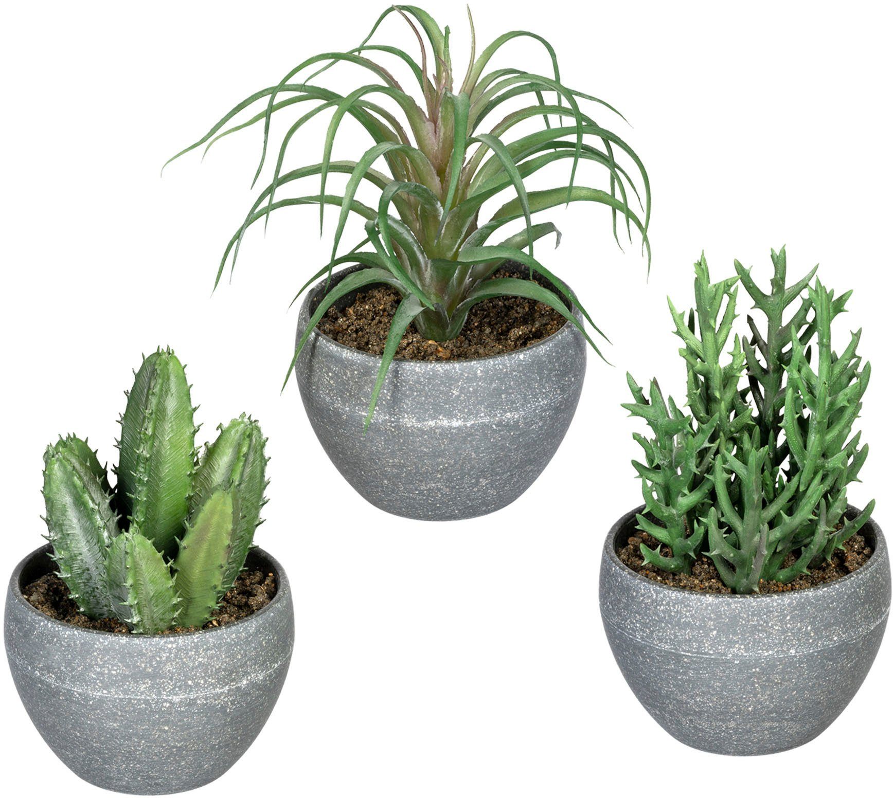 Hauswurz am Stiel im 3er Set künstliche Sukkulente Kaktus Kunstpflanze 