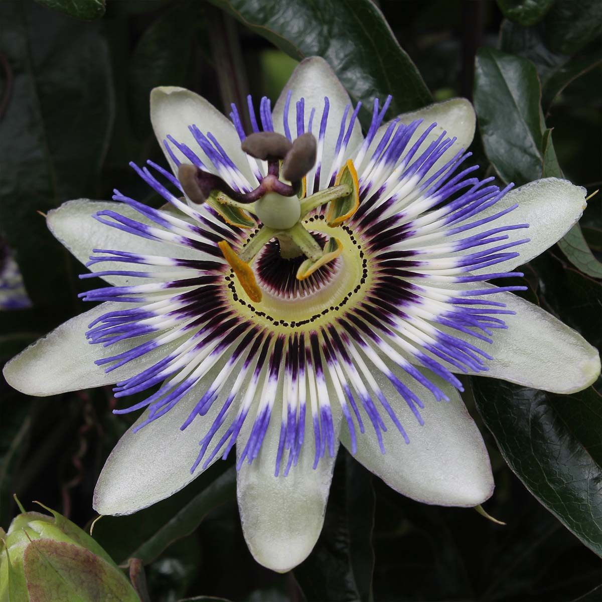 Bloomique Kletterpflanze Bloomique - 2er-Set - Passiflora Caerulea - Passionsblume - Blau, Weiß, 2 St.