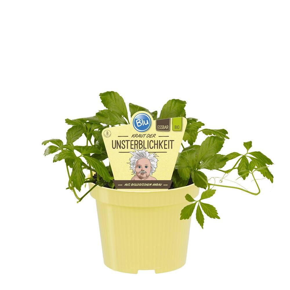 Exotenherz Gewürzkraut Kraut der Unsterblichkeit Gynostemma pentaphyllum Kräuterpflanze 12cm