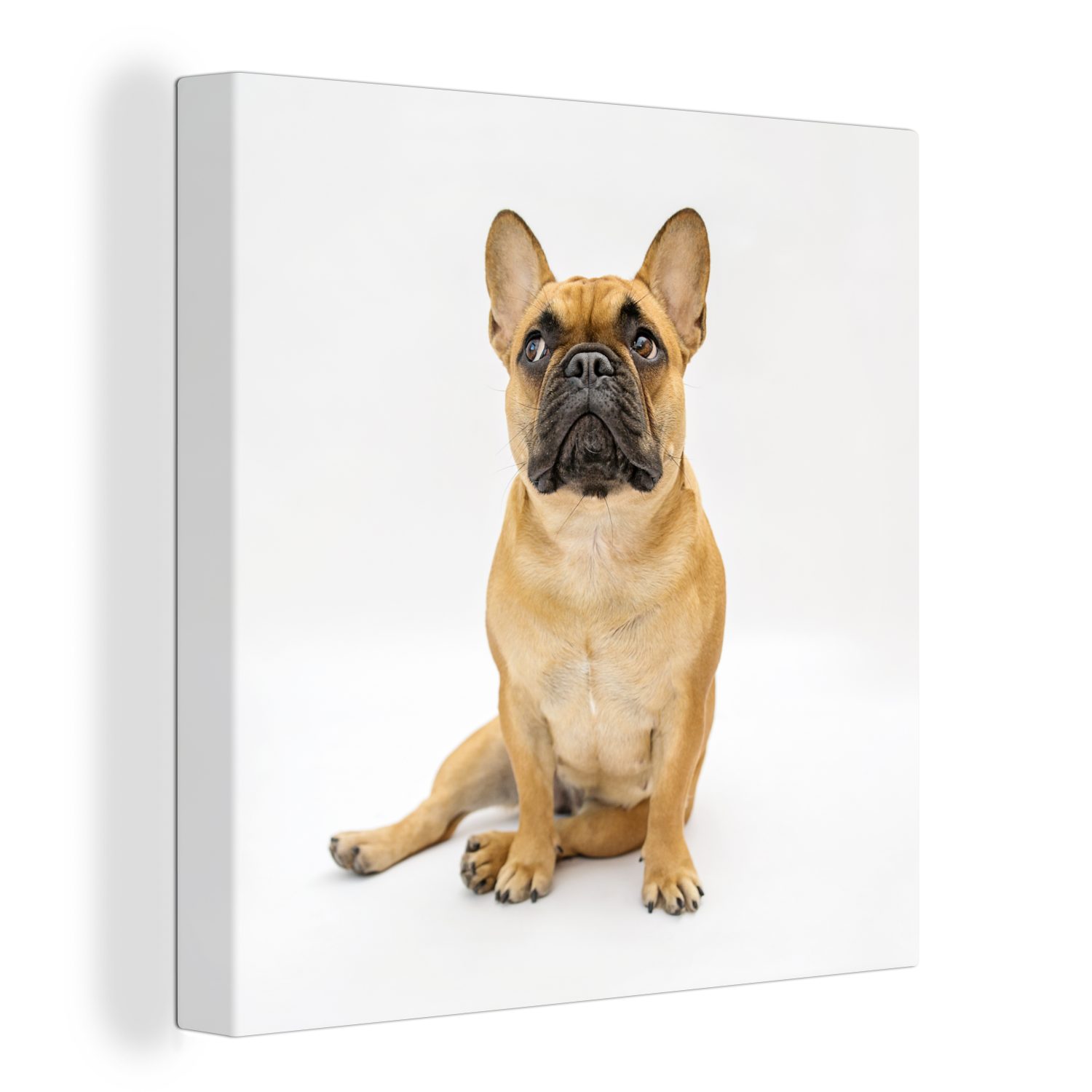 OneMillionCanvasses® Leinwandbild Französische Bulldogge - Weiß - Braun, (1 St), Leinwand Bilder für Wohnzimmer Schlafzimmer