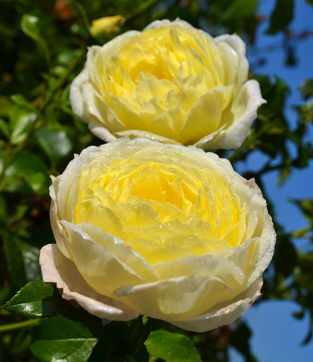 BALDUR Garten Rose Kletterrose 'Amnesty International®', 1 St., Kletterpflanze, winterhart, mehrjährig, duftend, pflegeleicht