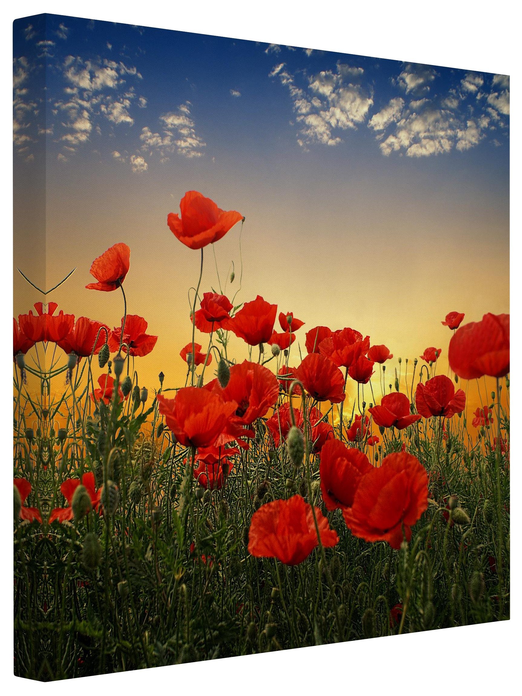 Bilderdepot24 Leinwandbild Blumen Modern Mohnblumenfeld Sonnenuntergang günstig online kaufen