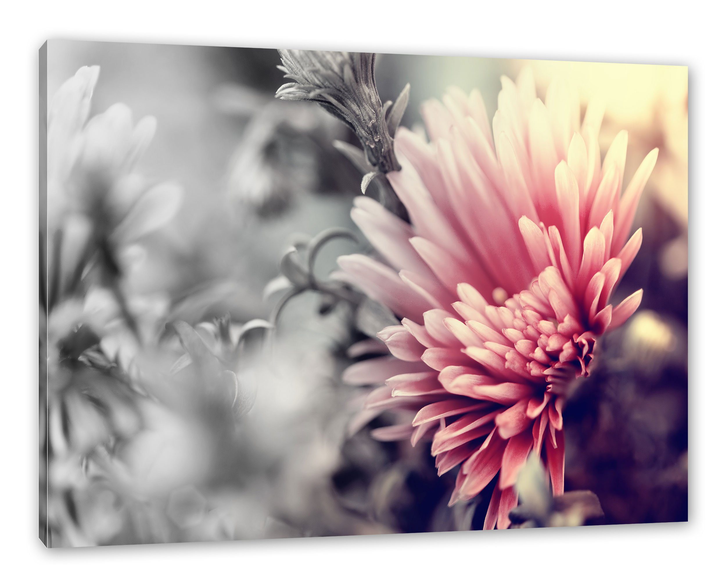 Pixxprint Leinwandbild Romantische Zackenaufhänger inkl. St), Blumen, Leinwandbild Blumen bespannt, Romantische (1 fertig