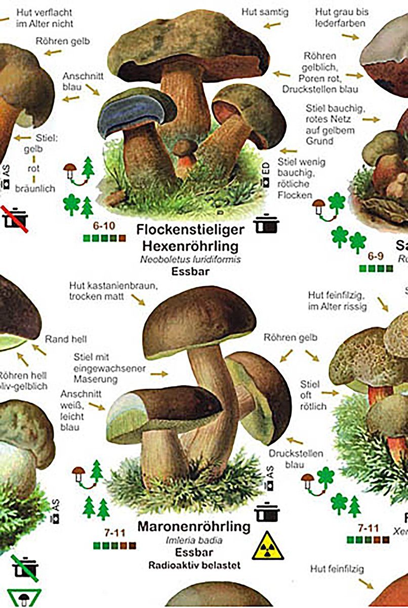 Close Up Poster Pilze Poster deutsch günstig online kaufen