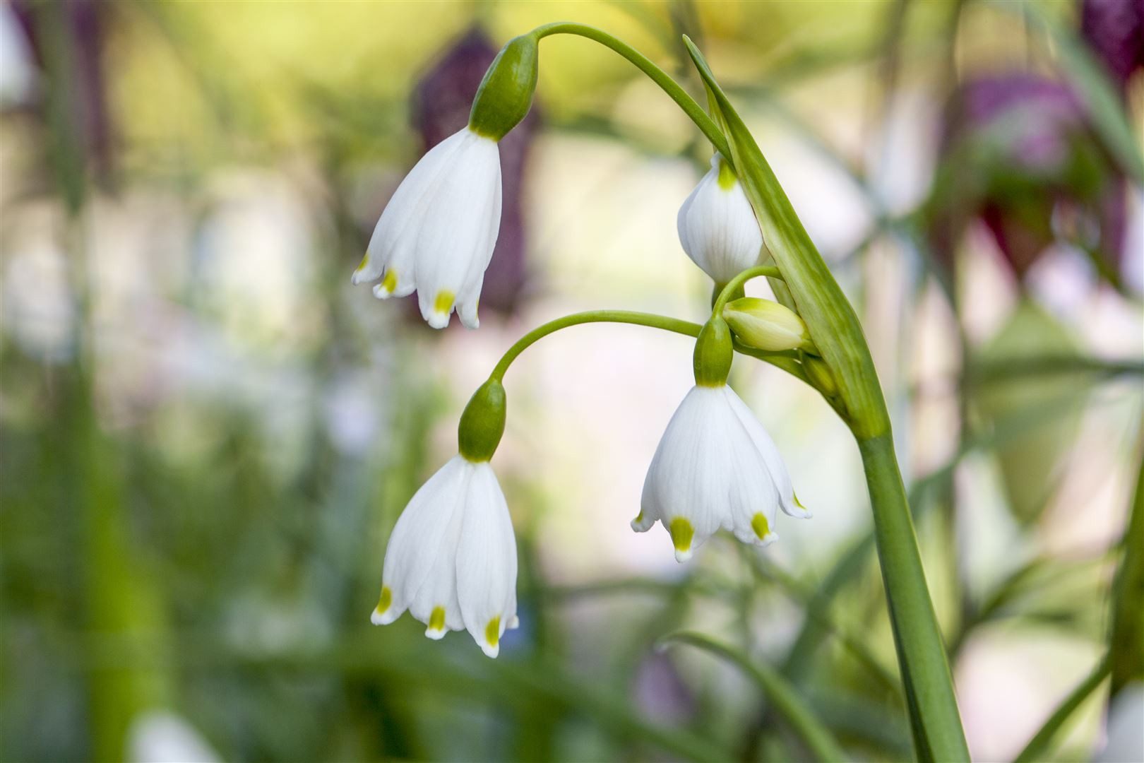 Pflanzen für Dich Staude Leucojum aestivum, 1 St., Sommer-Knotenblume, Sommer-Märzenbecher