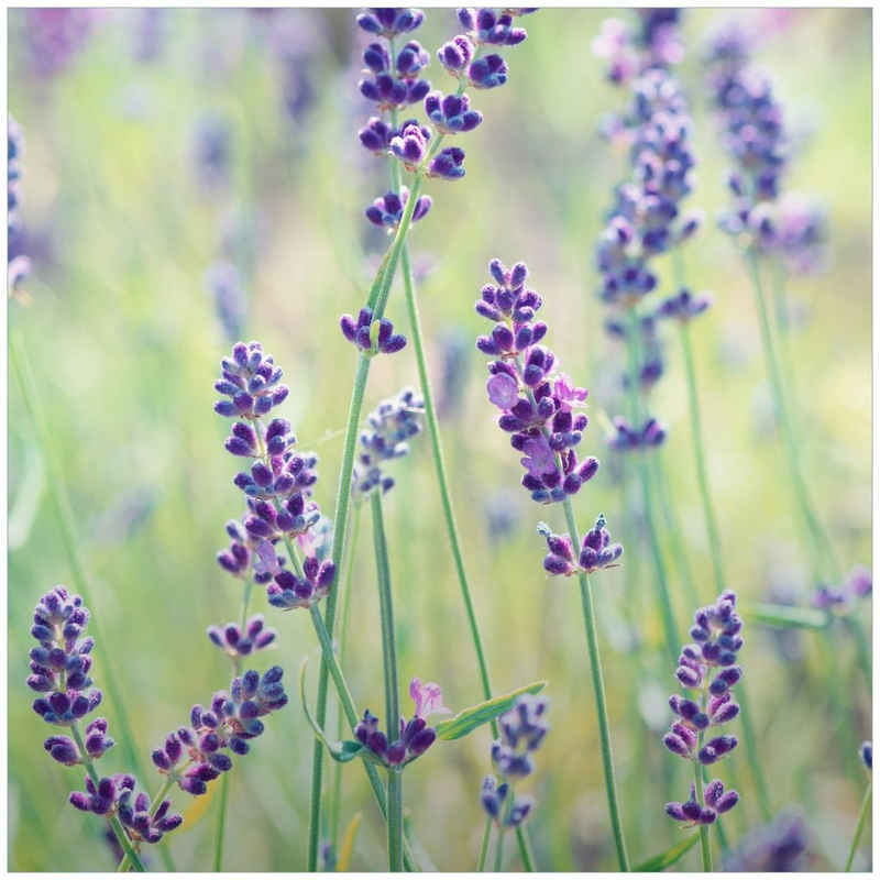 Wallario Glasbild, Lila Blumenfreude - Violette Pflanzen auf der Wiese, in verschiedenen Ausführungen