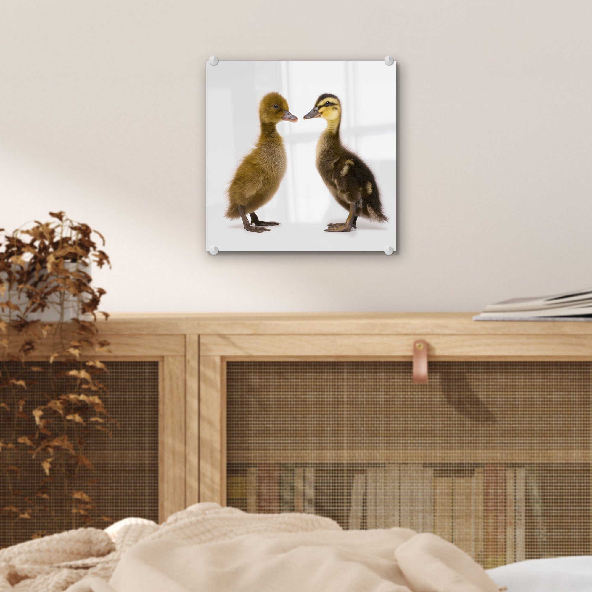 Baby-Enten, auf Acrylglasbild auf Bilder Wandbild Wanddekoration (1 - - Zwei MuchoWow Glasbilder Foto St), Glas Glas -