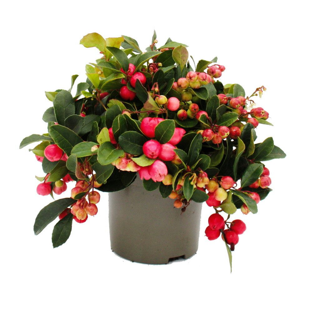 Exotenherz Beetpflanze Teppichbeere Gaultheria procumbens winterharte Pflan günstig online kaufen