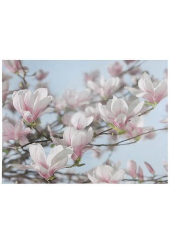 KOMAR Фотообои »Magnolia« natura...
