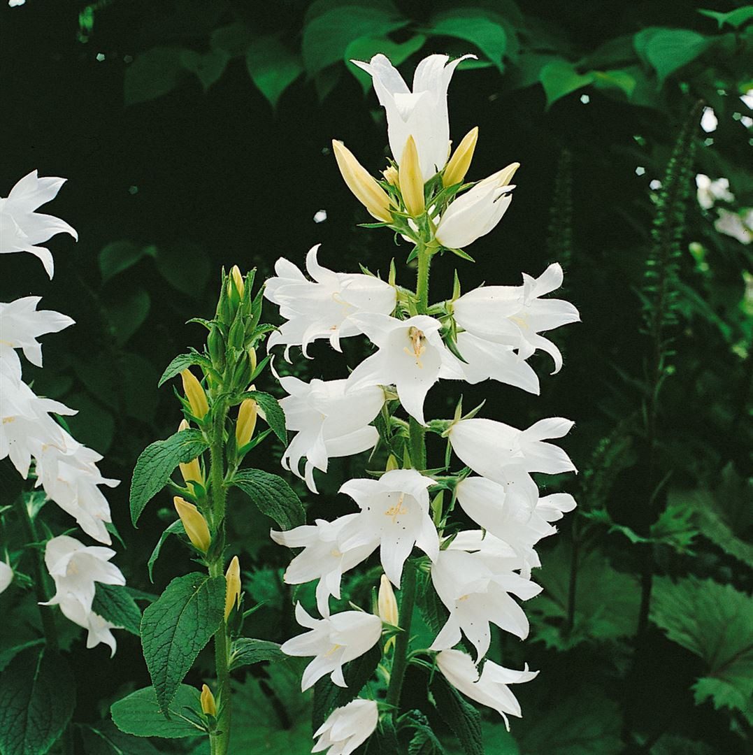 Pflanzen für Dich Staude Campanula lat. Alba, 1 St., Breitblättrige Glockenblume, Große Glockenblume