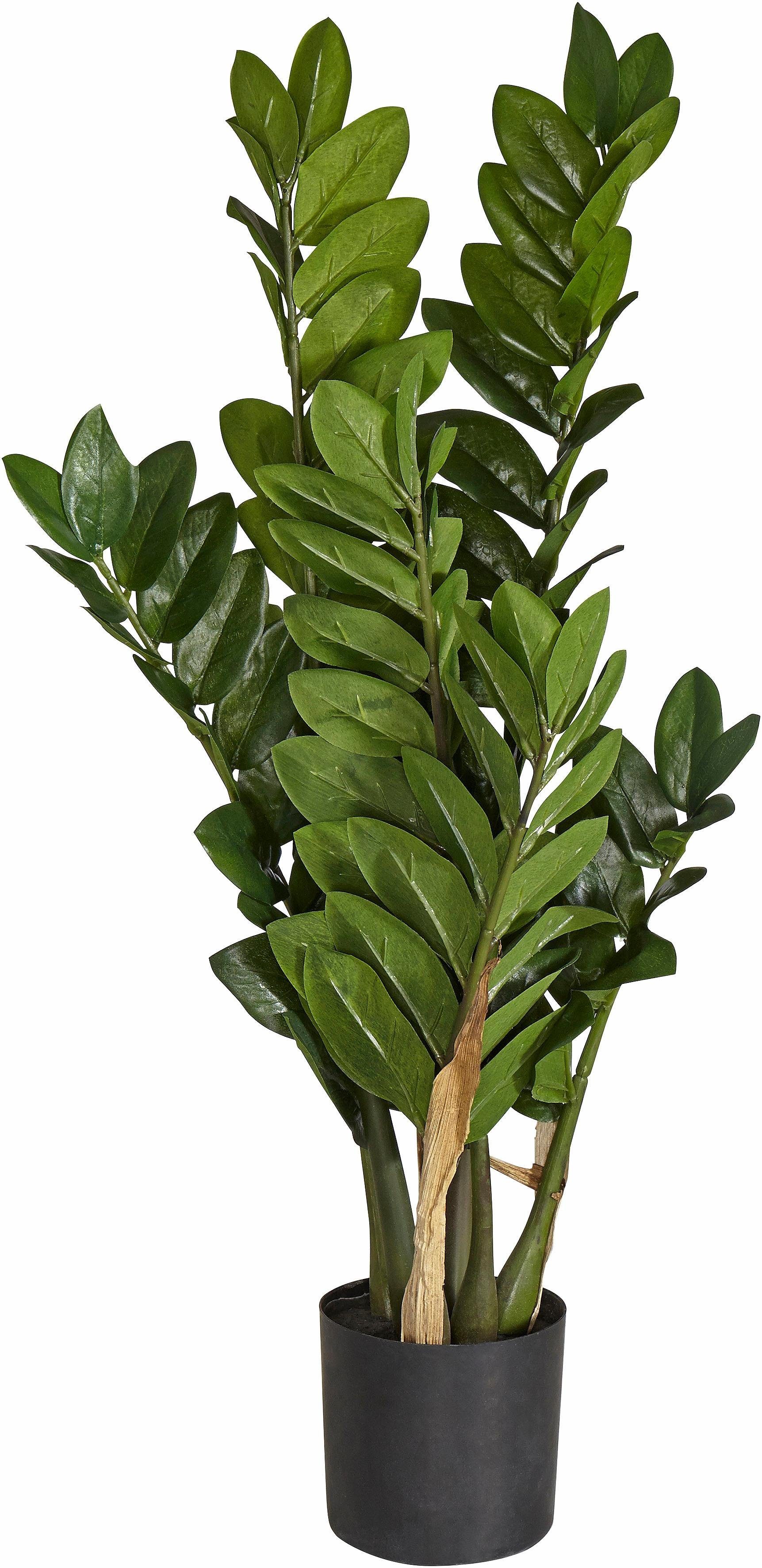 Kunstpflanze »Zamifolia«, Creativ green, Höhe 70 cm-HomeTrends