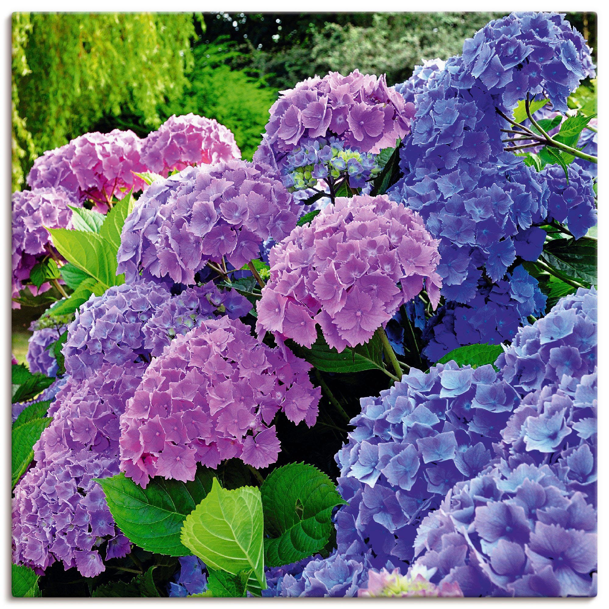 Artland Wandbild "Hortensien im Garten", Blumen, (1 St.), als Alubild, Outd günstig online kaufen