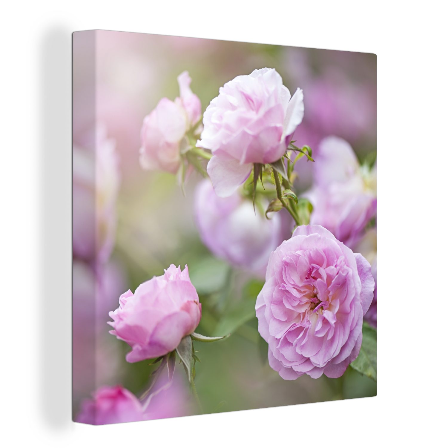 OneMillionCanvasses® Leinwandbild Pflanzen von rosa Rosen wachsen in der Natur, (1 St), Leinwand Bilder für Wohnzimmer Schlafzimmer