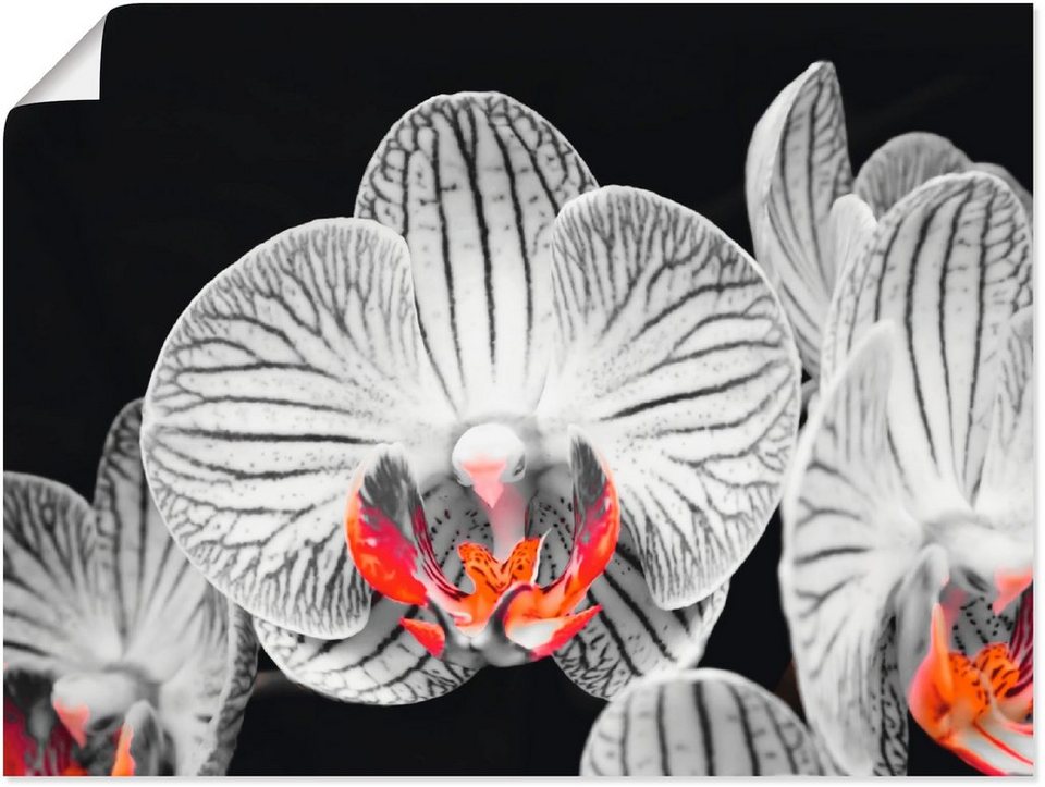 Orchidee oder Poster Blumen als versch. St), abstrakte Wandaufkleber (1 Größen in Wandbild IV, Artland Leinwandbild, Collage