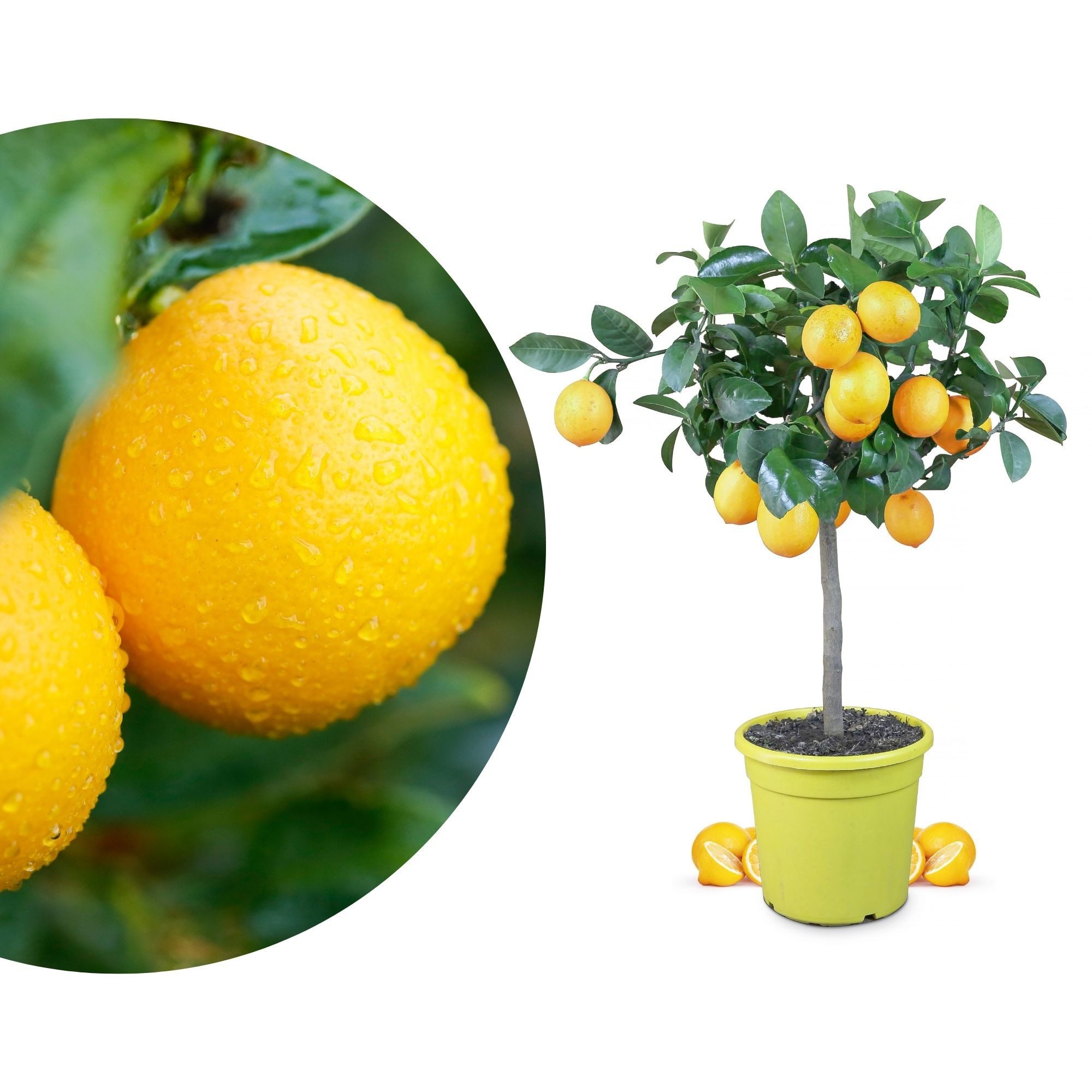 Meine Orangerie Zitronenbaum Meyer - Citrus Limon 'meyeri', echte Meyer Zitrone, professionell veredelter und fruchtreifer Zitrusbaum