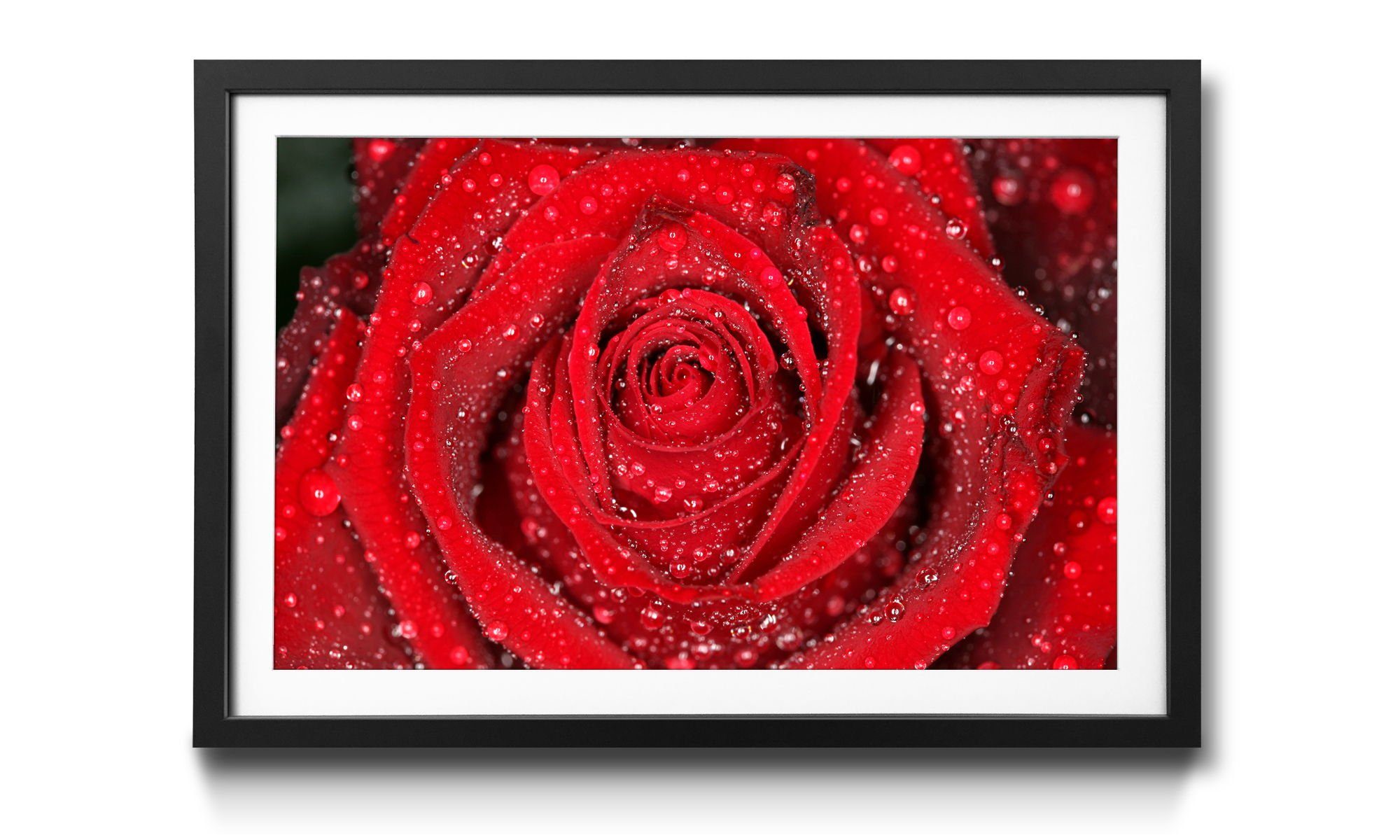 WandbilderXXL Bild mit Rahmen Morning Rose, Blumen, Wandbild, in 4 Größen erhältlich