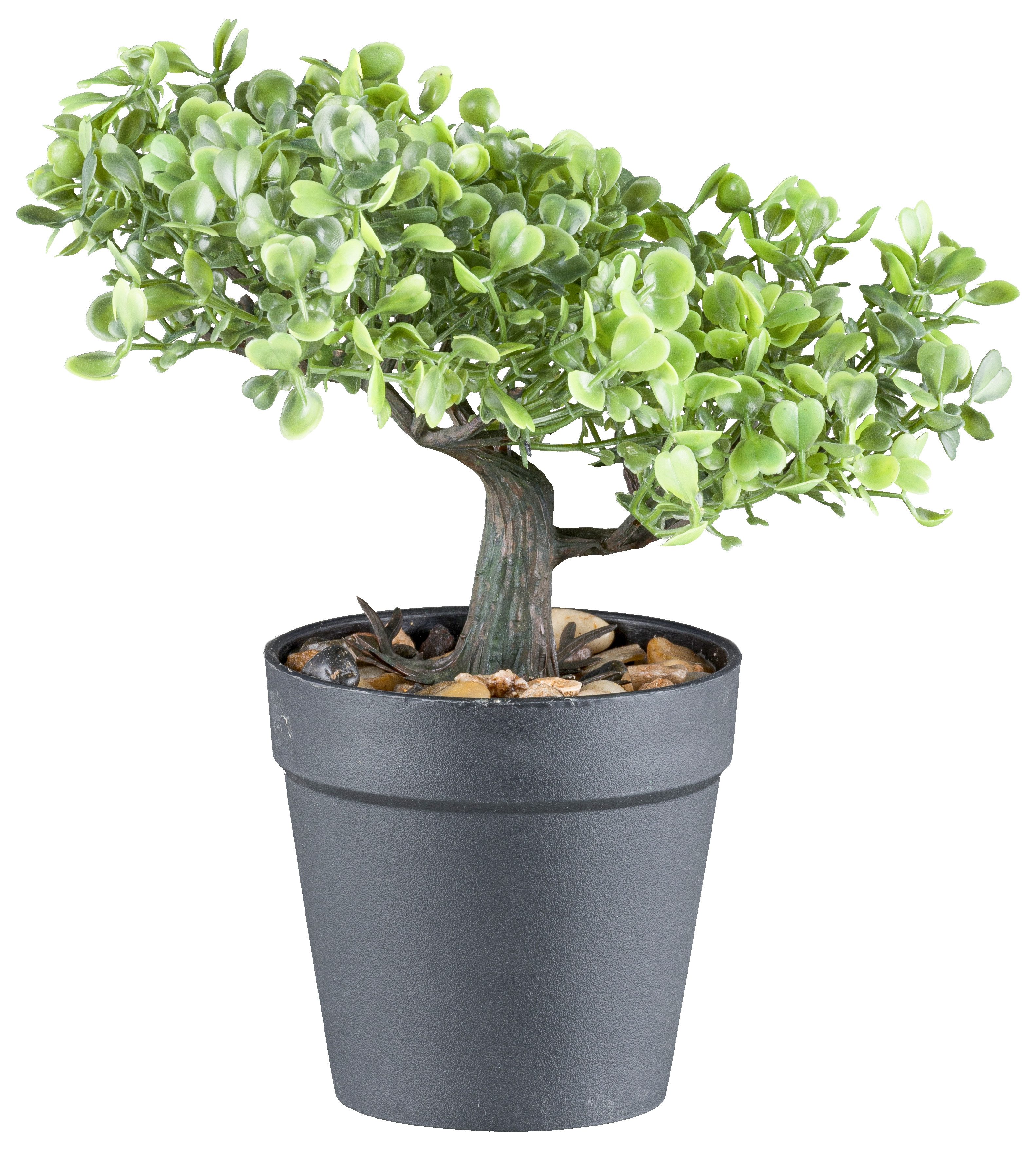 Kunstbonsai Bonsai Buchsbaum und Teeblatt, Creativ günstig online kaufen