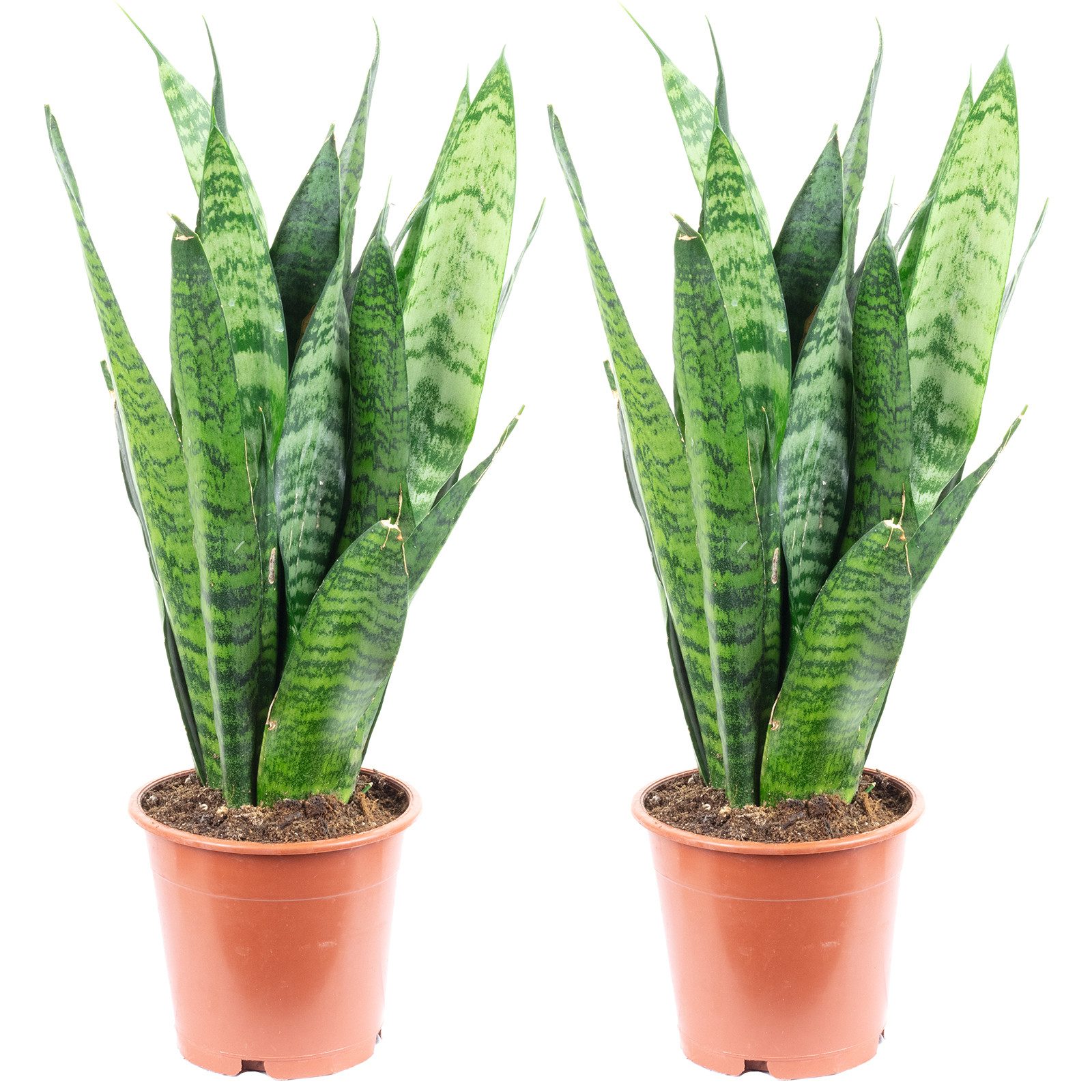 Flowerbox Zimmerpflanze Bogenhanf - Sansevieria trifasciata Black Coral, 2er-Set, pflegeleicht - Höhe ca. 35 cm, Topf-Ø 12 cm