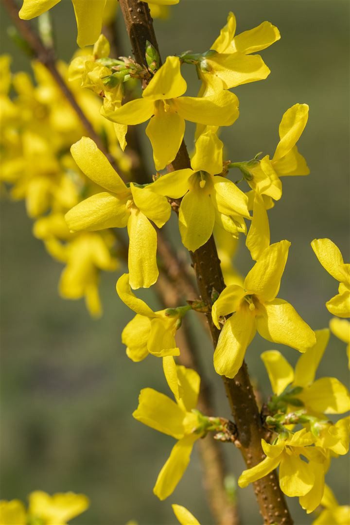 Pflanzen für Dich Gehölze Forsythia Mindor, 1 St., Forsythie, Goldglöckchen, Goldflieder
