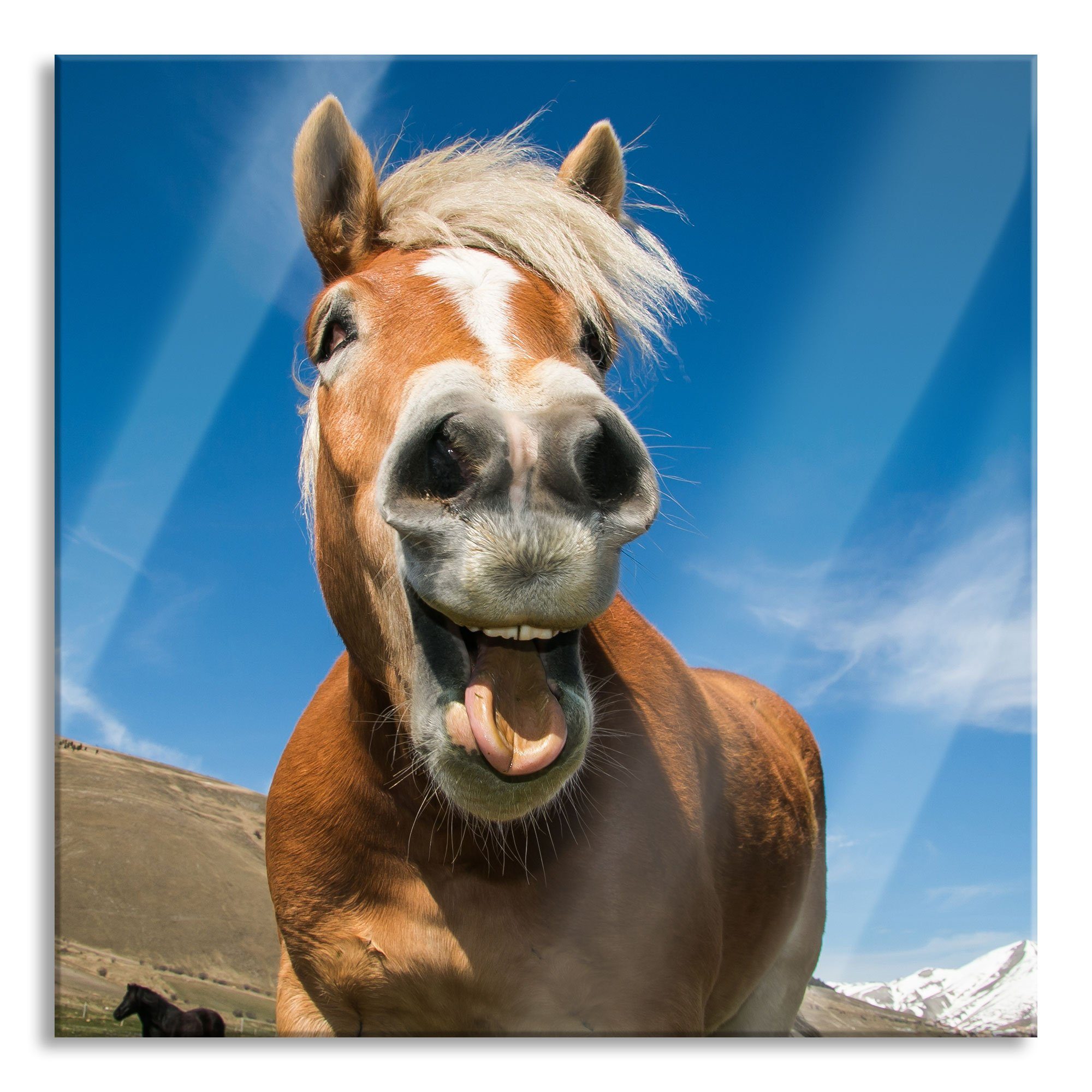 Pixxprint Glasbild Lustiges Pferd in der Natur, Lustiges Pferd in der Natur (1 St), Glasbild aus Echtglas, inkl. Aufhängungen und Abstandshalter