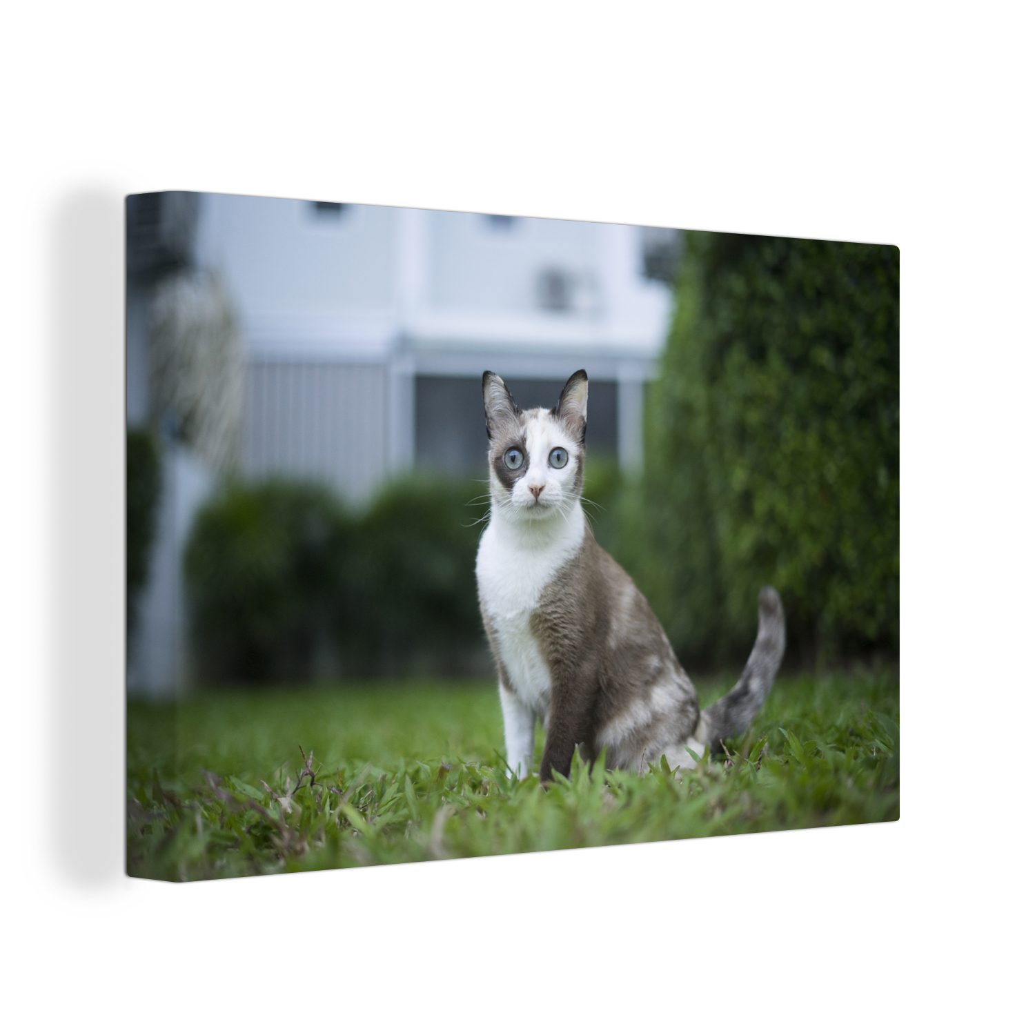 OneMillionCanvasses® Leinwandbild Katze - Siamese - Gras - Mädchen - Kinder - Jungen - Kind, (1 St), Wandbild Leinwandbilder, Aufhängefertig, Wanddeko, 30x20 cm bunt