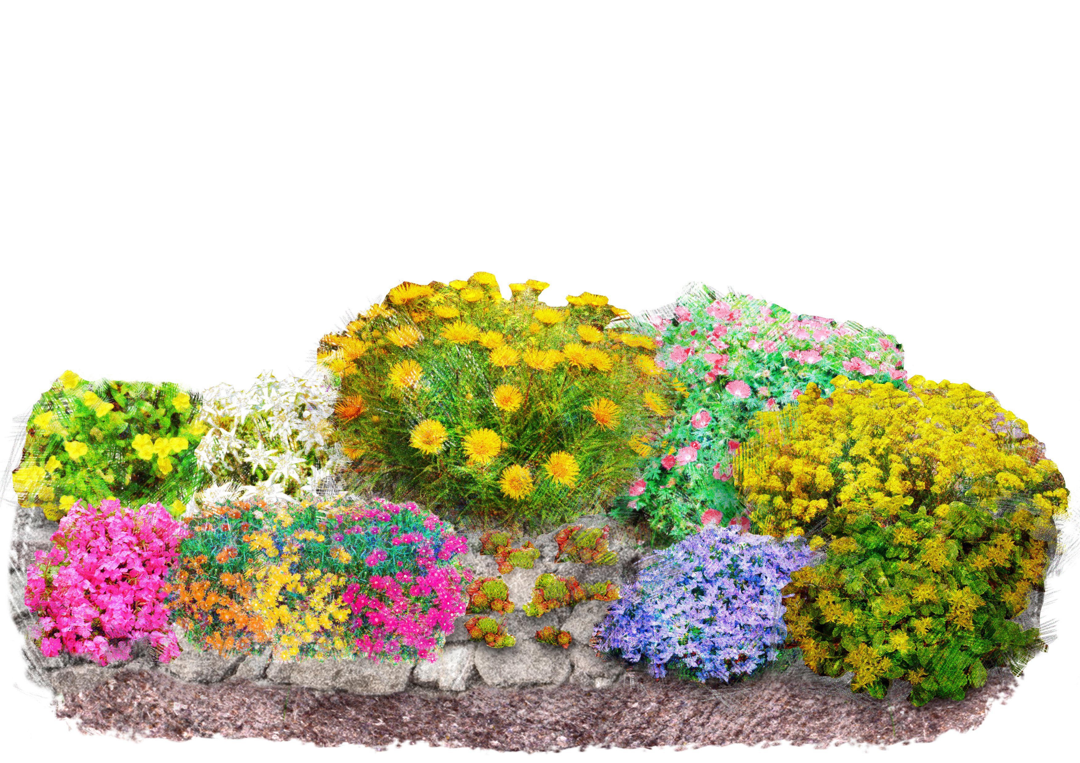 Pflanzenset »Bunter Steingarten« online kaufen | OTTO