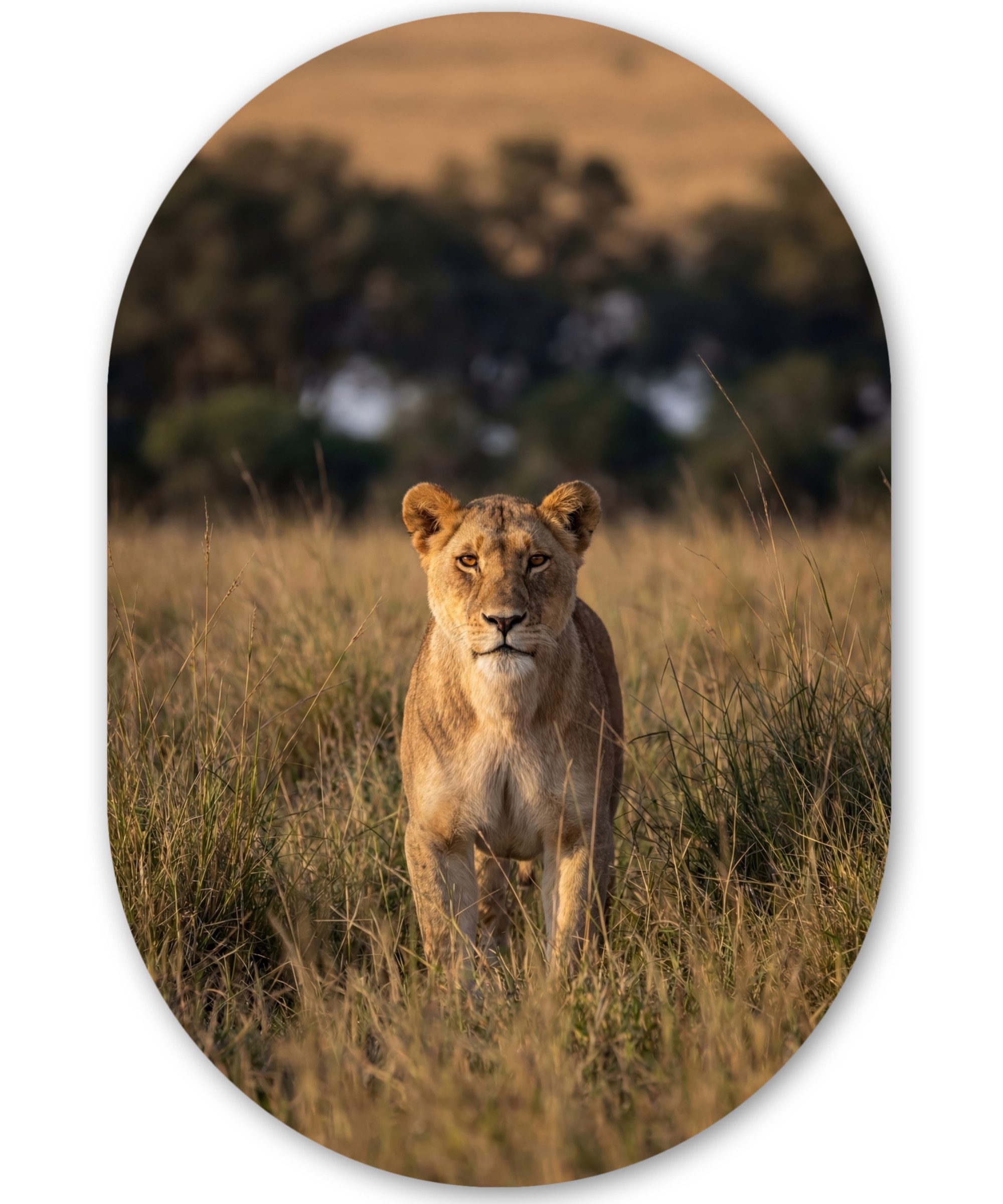 MuchoWow Gemälde Löwin - Gras - Gelb, Fotodruck (1 St), Wandbild Oval, Wohnzimmer oder Schlafzimmer Wanddekoration, 40x60 cm