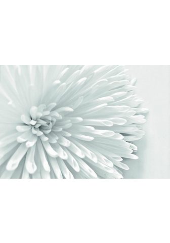 INOSIGN Картина »White цветок Heart&laqu...