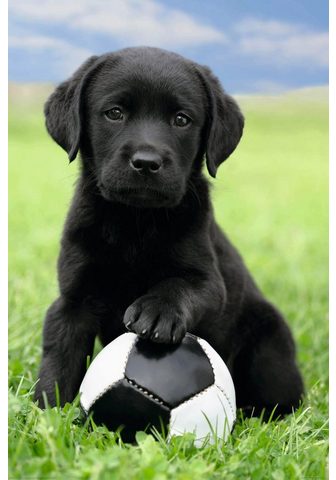  Картина »Dog - labrador football...