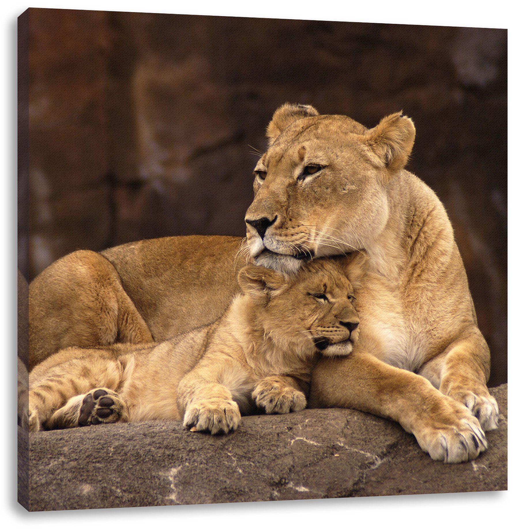 Pixxprint Leinwandbild Löwe mit Löwenjungen, Löwe mit Löwenjungen (1 St), Leinwandbild fertig bespannt, inkl. Zackenaufhänger