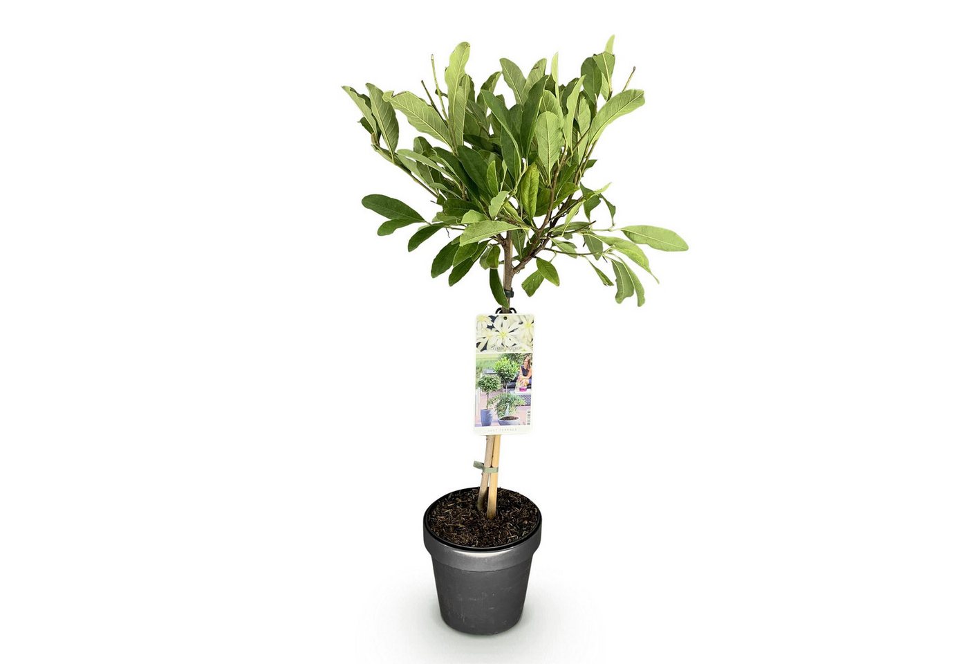 Florora Topfpflanze Magnolia – Magnolie – 90 cm – Topf 19 cm