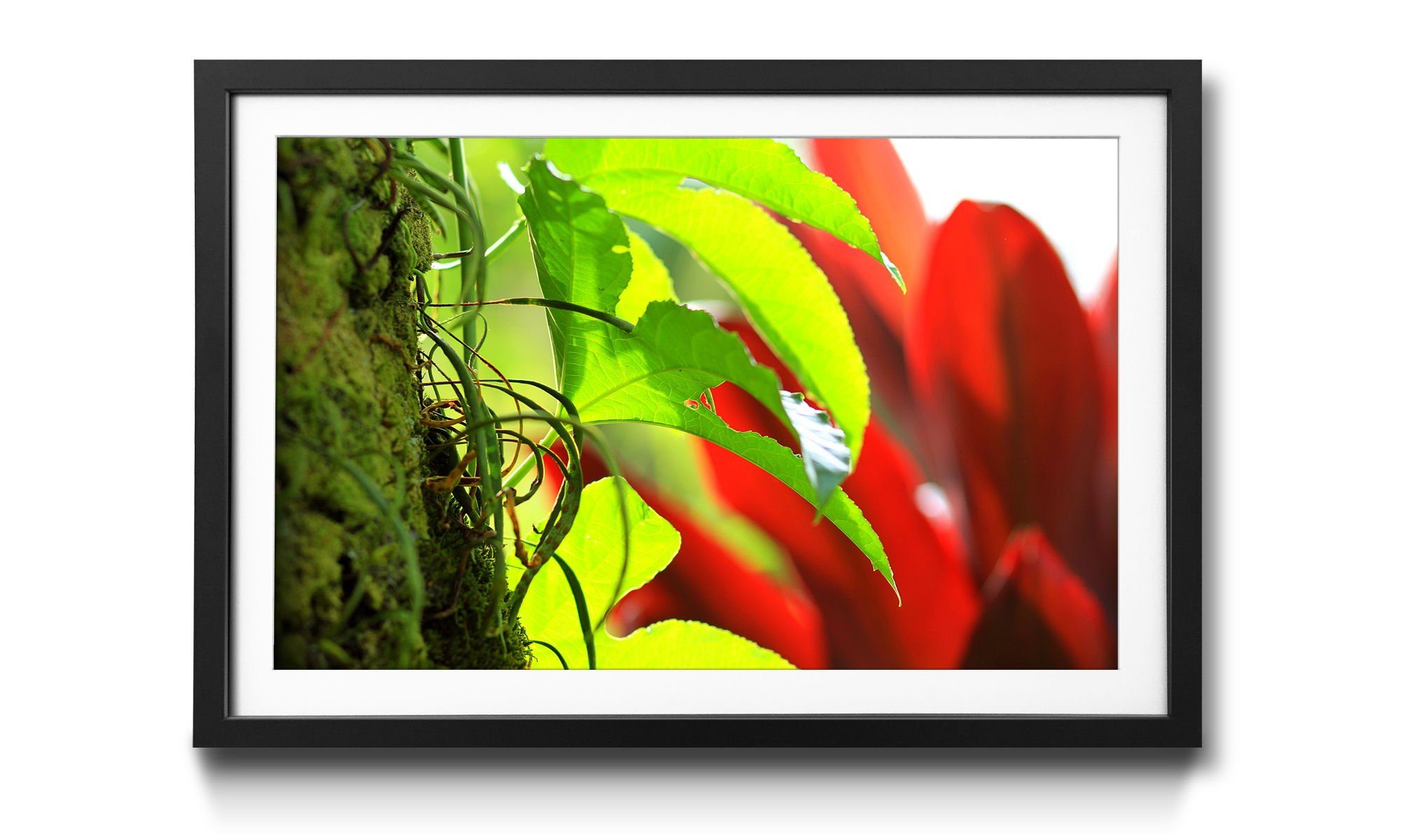 erhältlich Blumen, Größen Bild Green Nature, Red mit in Rahmen WandbilderXXL Wandbild, 4