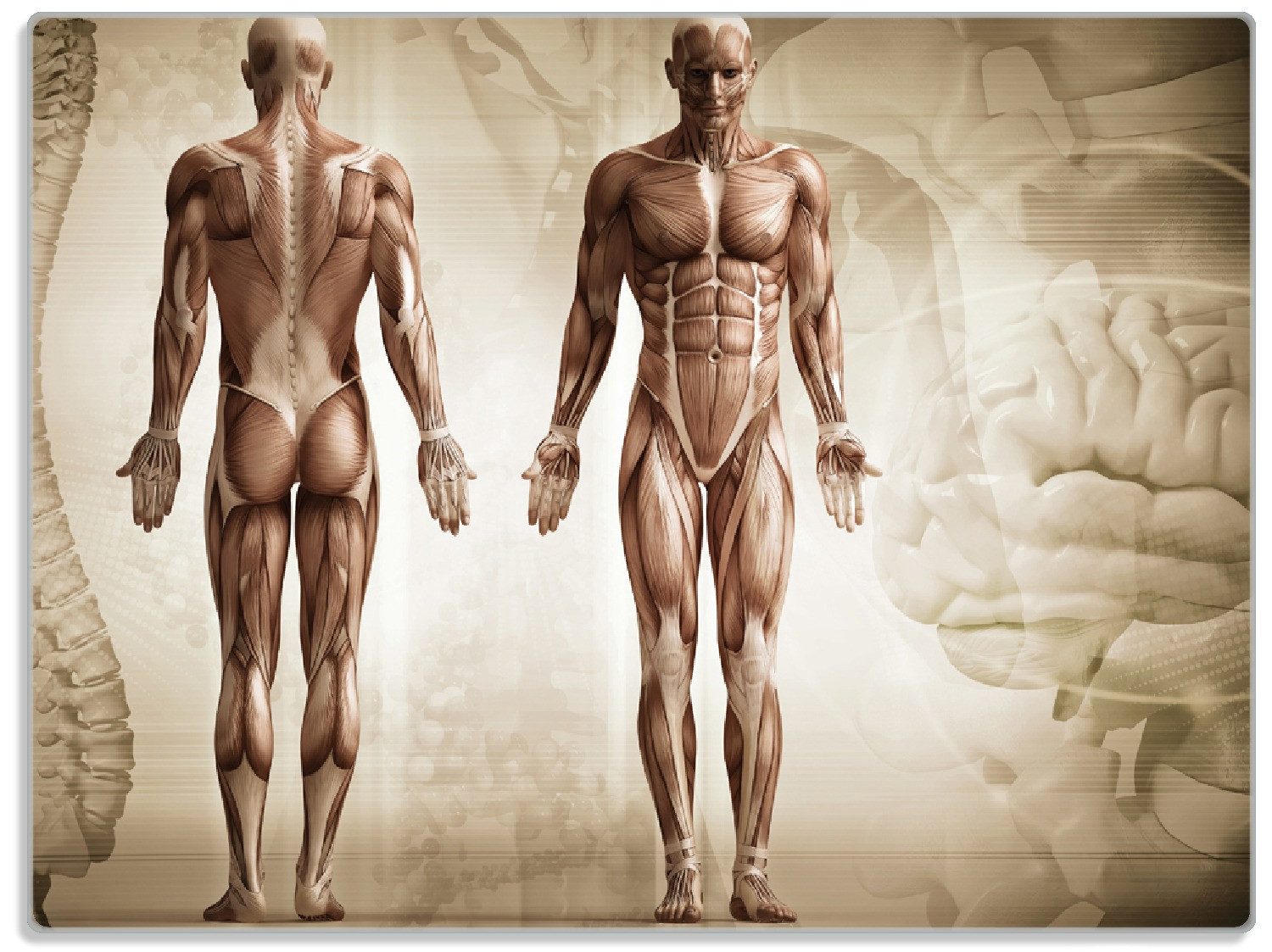 Schneidebrett Anatomie Mensch II